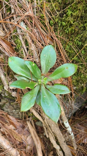 Echeveria pittieri