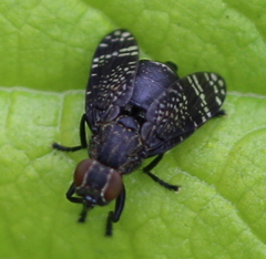 Platystoma