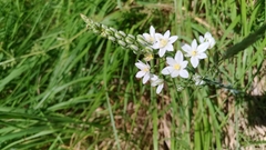 Ornithogalum pyramidale