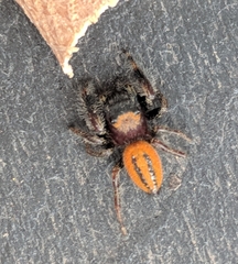 Phidippus pius