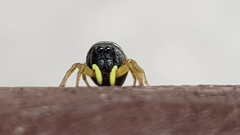 Heliophanus cupreus