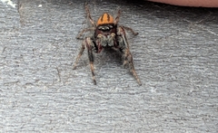 Phidippus pius