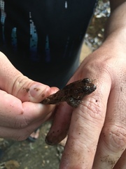 Leptodactylus natalensis