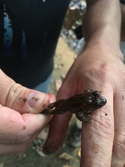 Leptodactylus natalensis