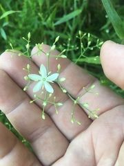 Sabatia macrophylla macrophylla