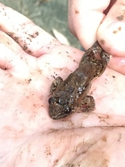 Leptodactylus natalensis