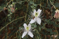 Capparis