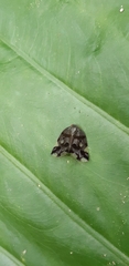 Ricania marginalis