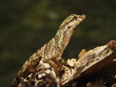 Good Anole photo 2
