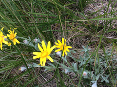 Eriophyllum lanatum integrifolium