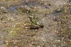 Lithobates chiricahuensis