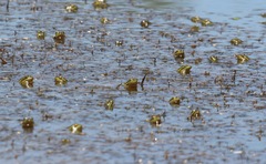 Lithobates chiricahuensis