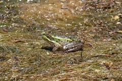 Lithobates chiricahuensis