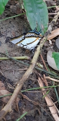 Polyura eudamippus formosana