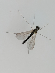 Sciapus platypterus