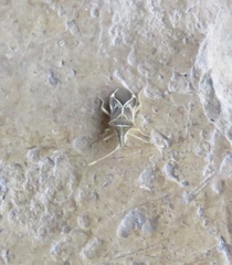 Cletoliturus lituripennis