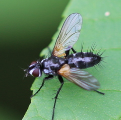 Phyllomya volvulus