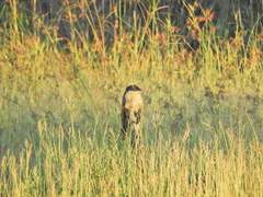 Centropus cupreicaudus