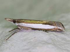 Crambus quinquareatus