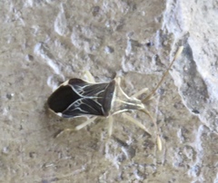 Cletoliturus lituripennis