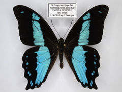 Papilio chrapkowskii