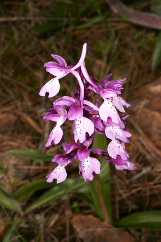 Representative image of Orchis olbiensis