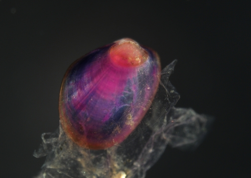 taxonomy_inaturalist image for Amygdalum papyrium