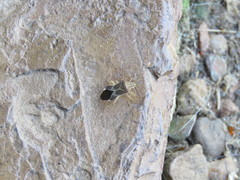 Cletoliturus lituripennis