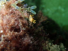Crimora papillata