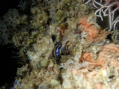 Felimare fontandraui