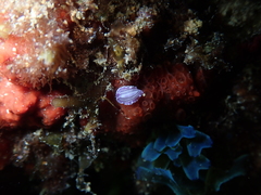 Prostheceraeus roseus