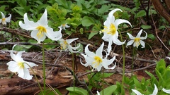 Erythronium montanum
