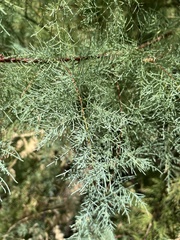Tamarix chinensis
