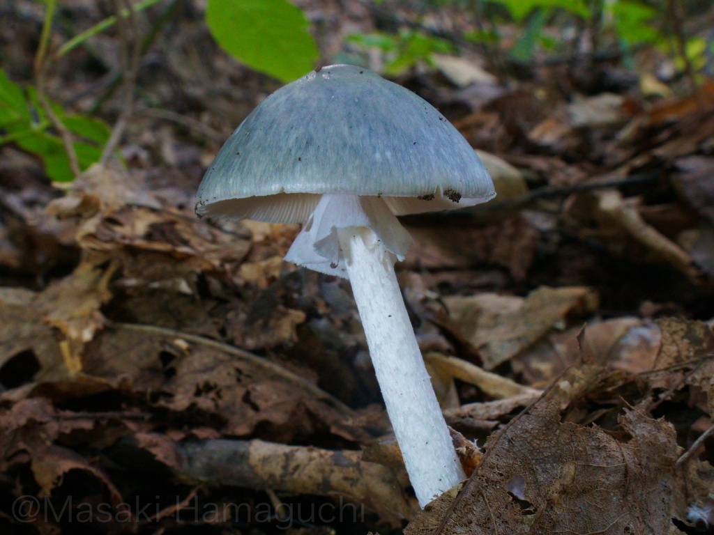 turquoise amanita