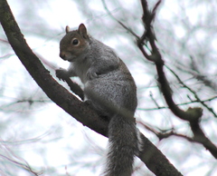 Sciurus carolinensis