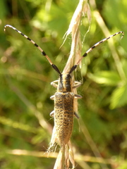 Agapanthia dahli
