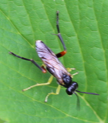 Macrophya rufipes