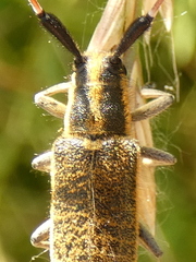 Agapanthia dahli