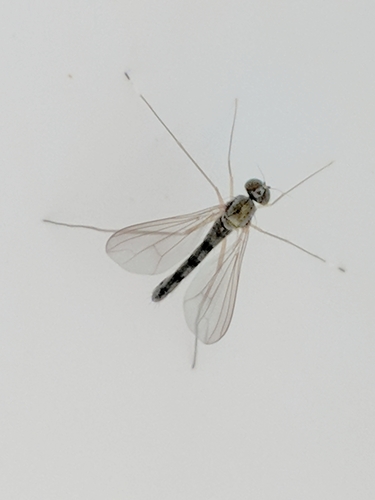 Sciapus platypterus, photo 5 of 10