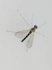 Sciapus platypterus