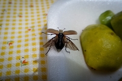 Macrodactylus mexicanus