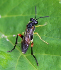 Macrophya rufipes