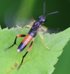 Macrophya rufipes