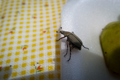 Macrodactylus mexicanus