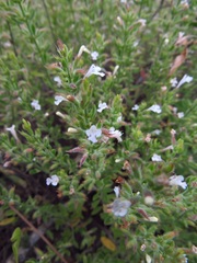 Hedeoma reverchonii