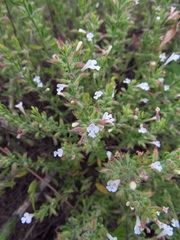 Hedeoma reverchonii