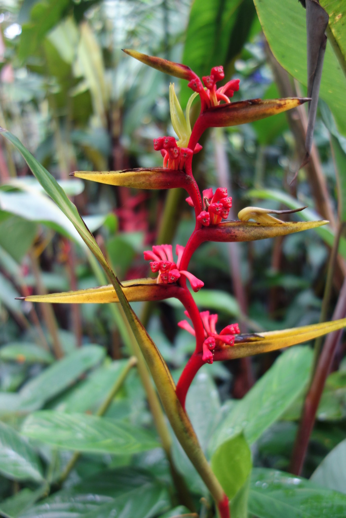 Heliconia richardiana