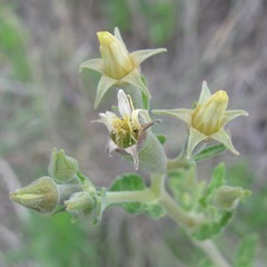 Mentzelia albescens