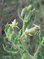 Mentzelia albescens