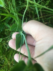 Sabatia macrophylla macrophylla